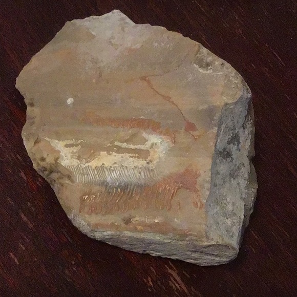 Locally sourced fossils - Picture 2 of 8